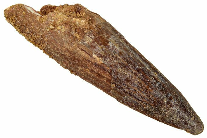 Fossil Spinosaurus Tooth - Real Dinosaur Tooth #329642